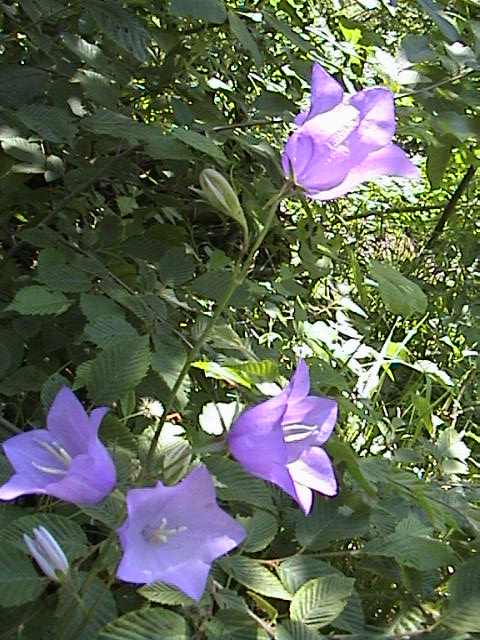 Campanula scheuchzeri